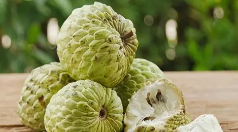 Intip 7 Manfaat Buah Srikaya untuk Kesehatan Tubuh Anda yang Wajib Diketahui 2 083290500 1543295746 5 alasan sehat sebaiknya kamu konsumsi buah srikaya