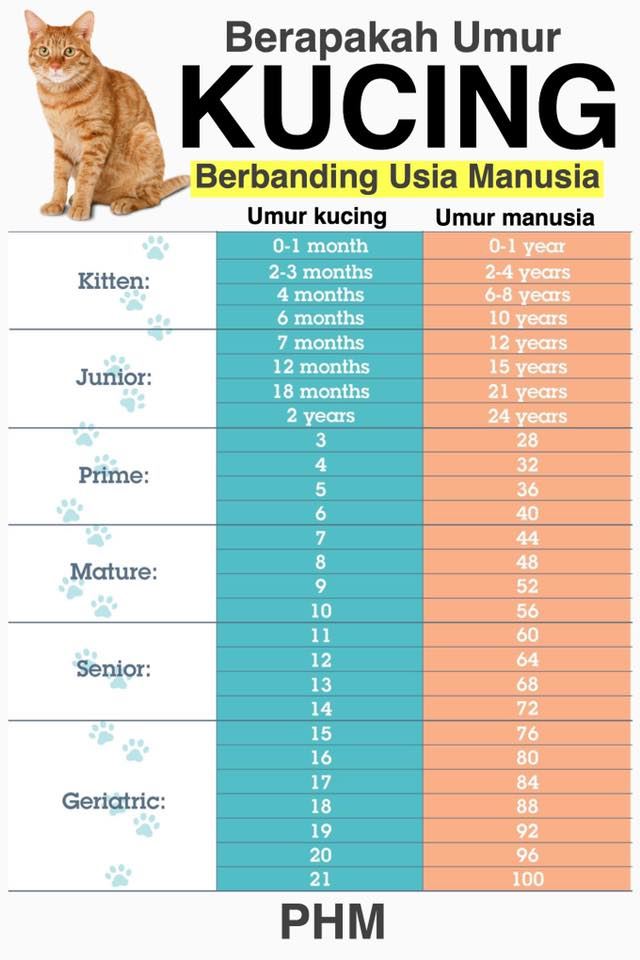 Berapakah Umur Kucing Dibandingkan Umur Manusia? Panduan Kiraan Umur 1 122875636 2782064362083418 1516119279590394460 n