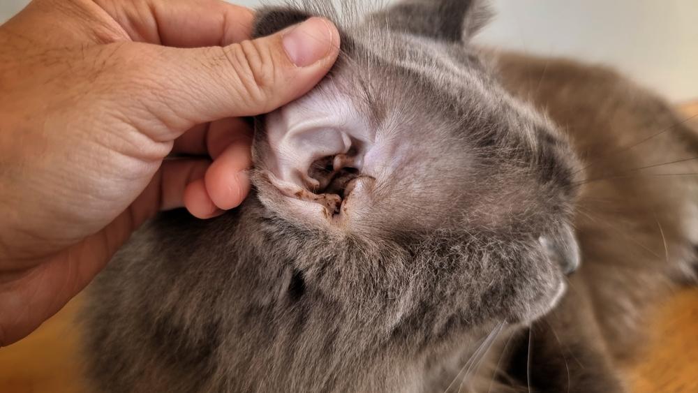 Jangan Asal, Ini 5 Cara Membersihkan Telinga Kucing yang Benar: Panduan Lengkap 2 37055bea shutterstock 2104560008
