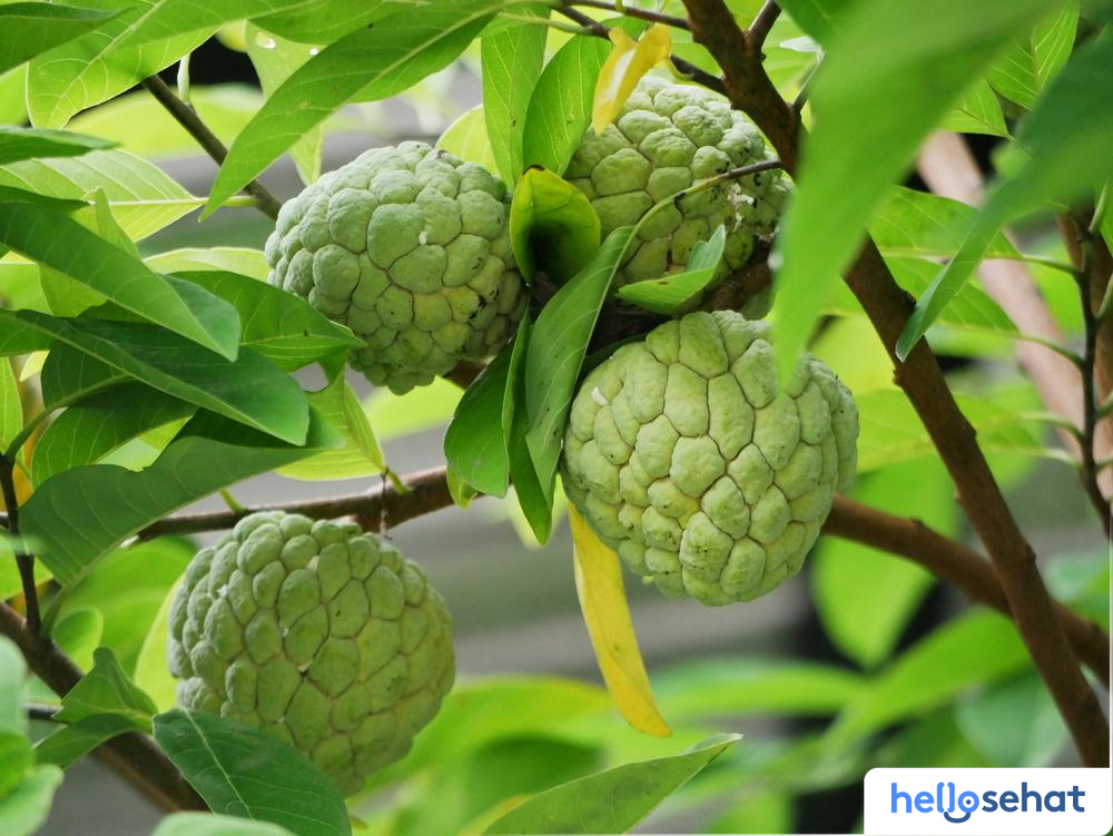 Intip 7 Manfaat Buah Srikaya untuk Kesehatan Tubuh Anda yang Wajib Diketahui 4 485e2cd3 manfaat buah srikaya