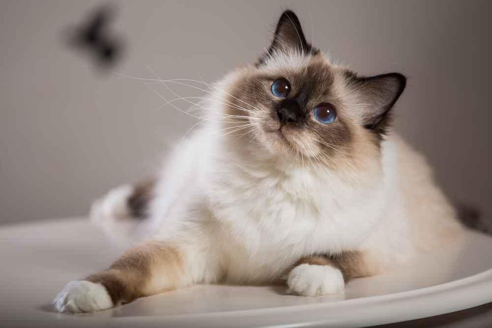 Kucing Birman, Ras Kucing Unik yang Pernah Hampir Punah: Fakta Menarik 1 4f6bed4f kucing birman