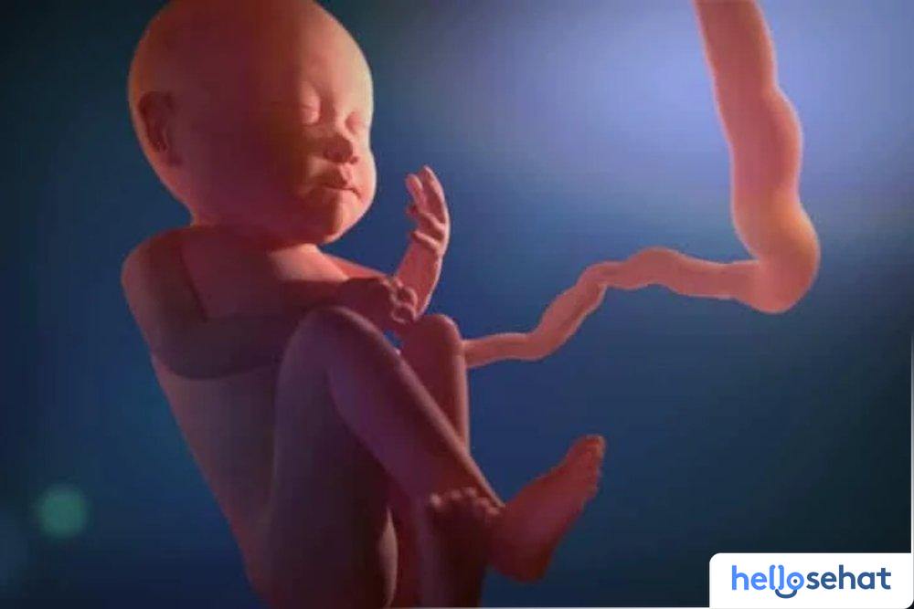 10 Aktivitas Janin dalam Kandungan yang Menakjubkan: Fakta Unik Ibu Wajib Tahu 3 5012925e aktivitas janin dalam kandungan