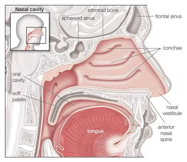 Kupas Tuntas Anatomi Hidung Manusia dari Bagian Luar Hingga Dalam: Panduan Lengkap 1 641457370