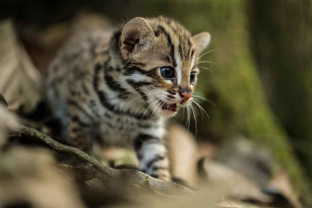 Mengenal Jenis-Jenis Kucing Hutan di Indonesia: Panduan Lengkap 1 673ca45d kucing hutan