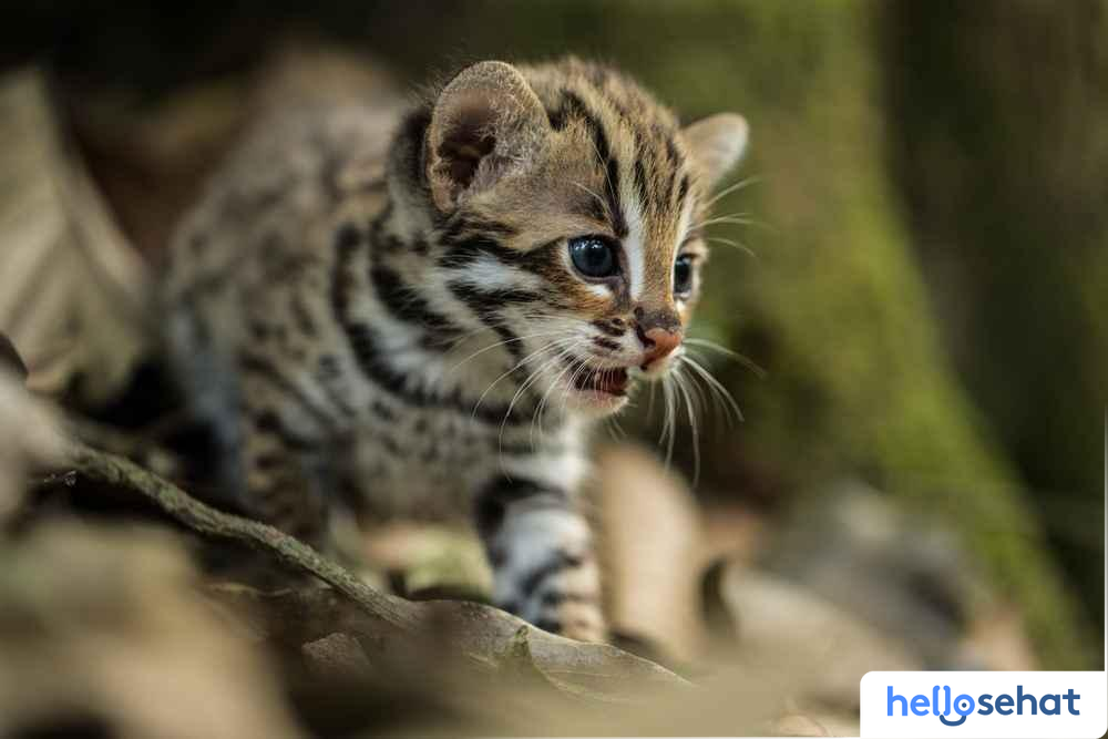 Mengenal Jenis-Jenis Kucing Hutan di Indonesia: Panduan Lengkap 2 673ca45d kucing hutan