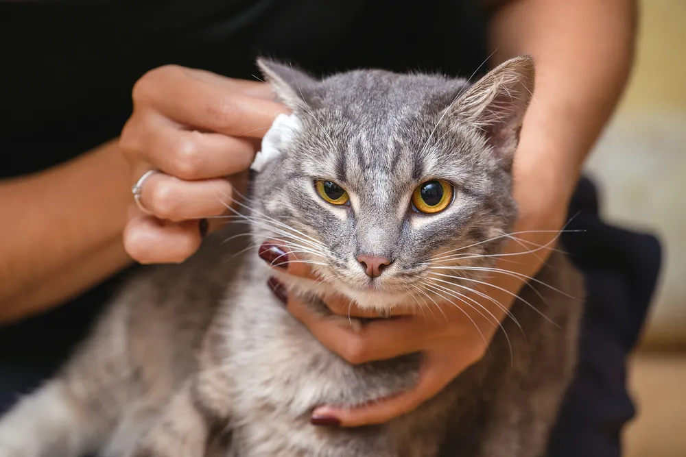 Jangan Asal, Ini 5 Cara Membersihkan Telinga Kucing yang Benar: Panduan Lengkap 1 7221794f shutterstock 517445260