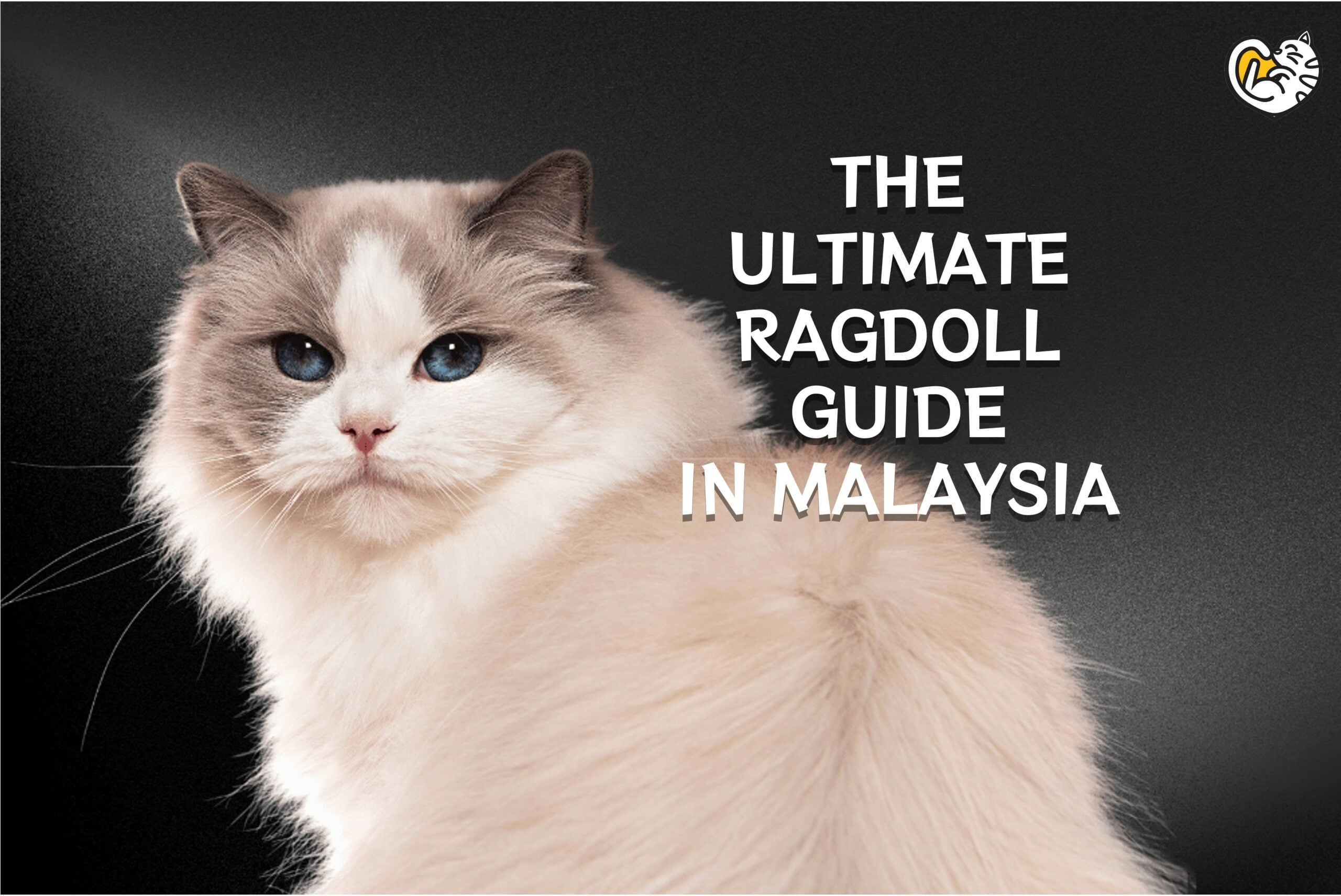 Mengenal Kucing Ragdoll, Si Cantik yang Suka Bermain Air: Panduan Lengkap 4 Ragdoll cat in Malaysia scaled 1