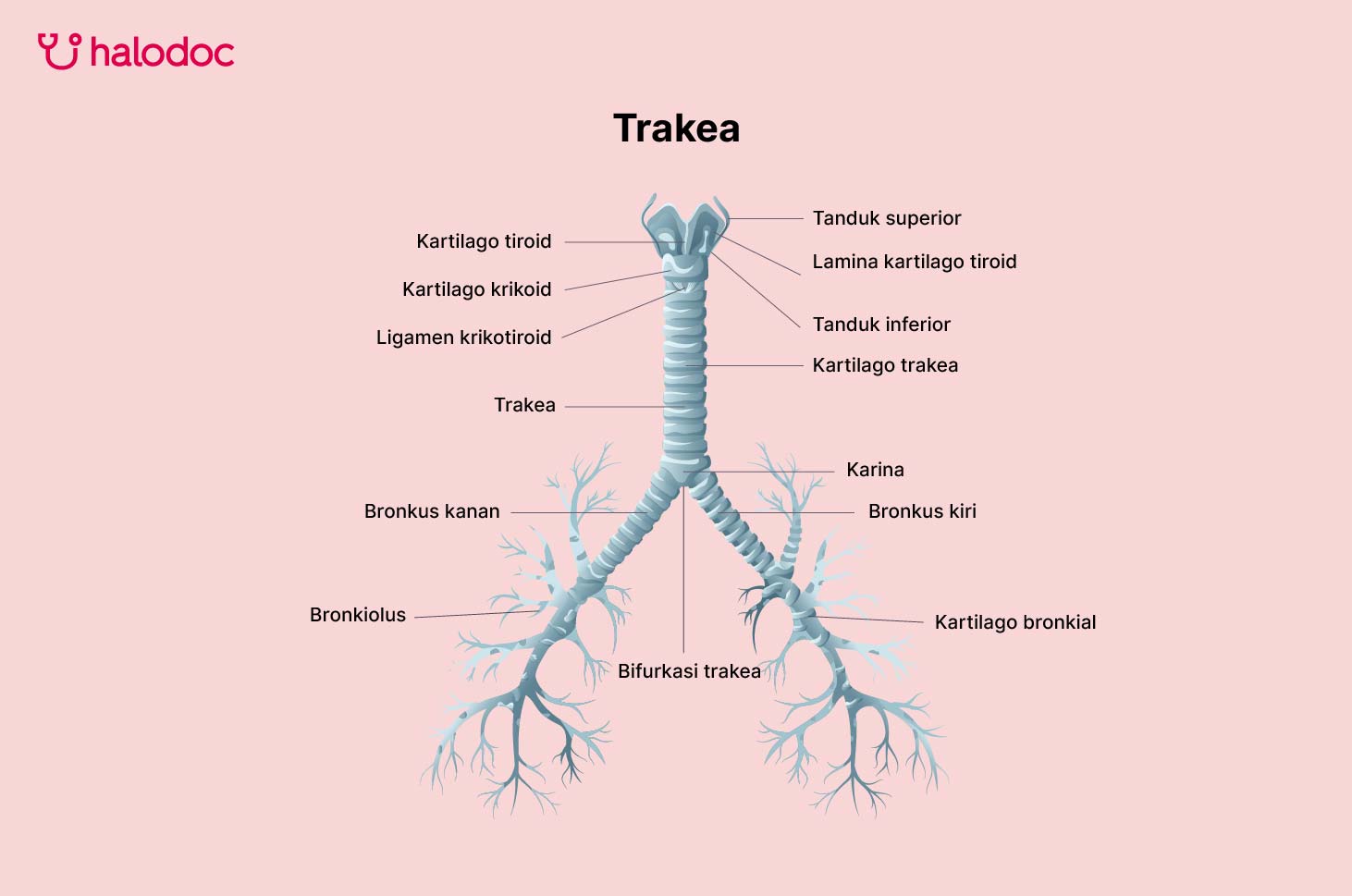 Mengenal Fungsi Penting Trakea dalam Sistem Pernapasan Manusia: Panduan Lengkap 1 Trakea 01