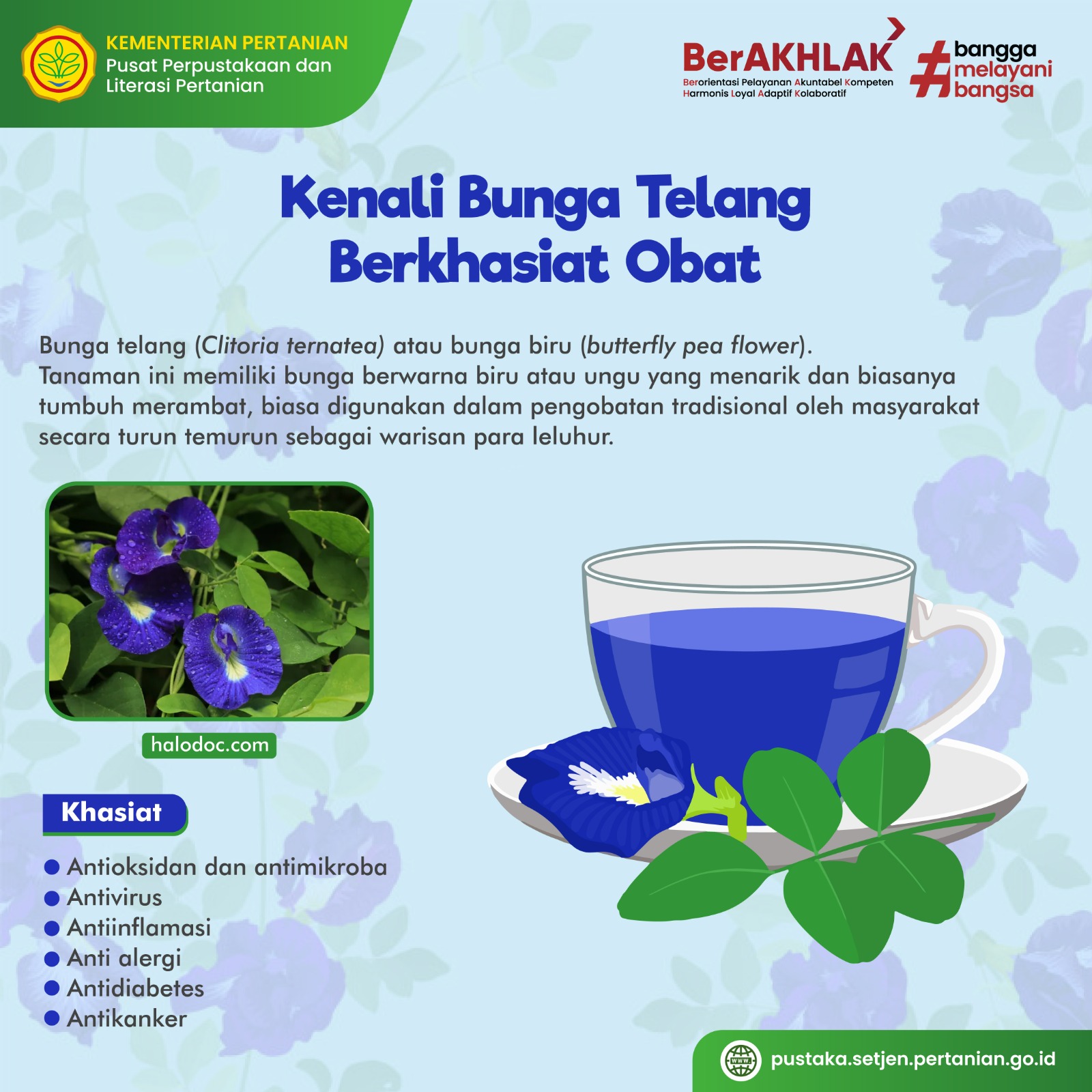 bunga telang 1