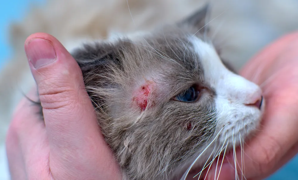 10 Penyakit Kulit Kucing, Gejala, dan Cara Mengobatinya: Panduan Lengkap 1 c7089950 shutterstock 1884605017 1