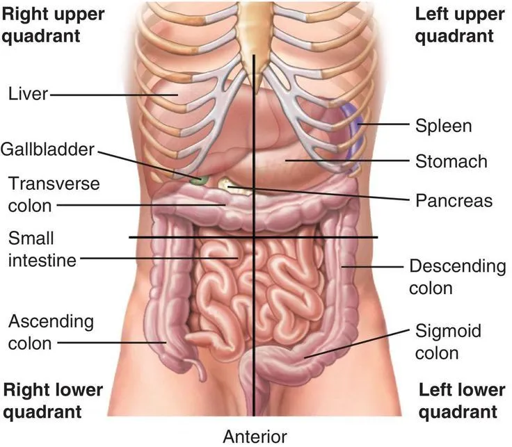 Bagian Perut Manusia Beserta Organ Dalam dan Penyakitnya: Panduan Lengkap 2 diagram anatomi abdomen src medictest
