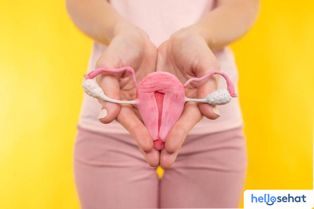 Bentuk Rahim, Mana yang Normal dan Mana yang Tidak? Panduan Lengkap Medis 3 e27e88a8 ciri ciri rahim bermasalah