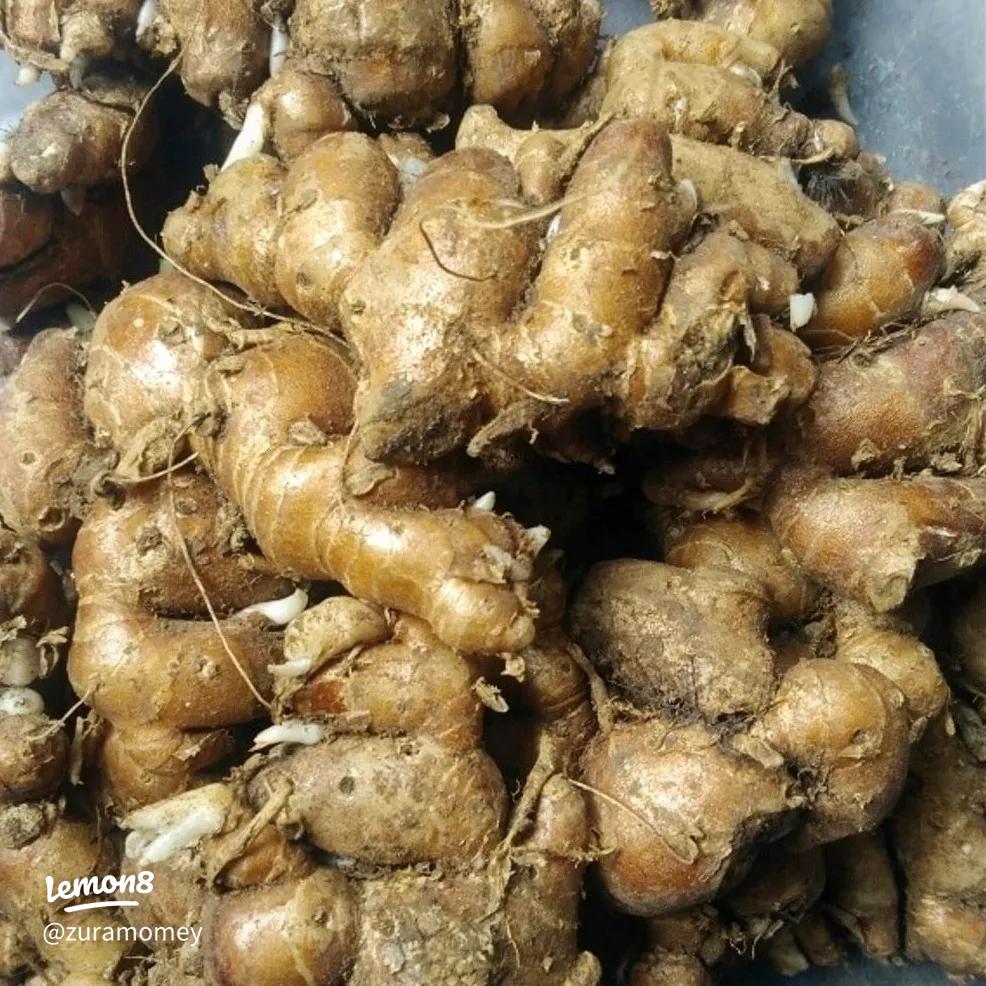 Kencur untuk Batuk: Manfaat dan Cara Meraciknya yang Ampuh 3