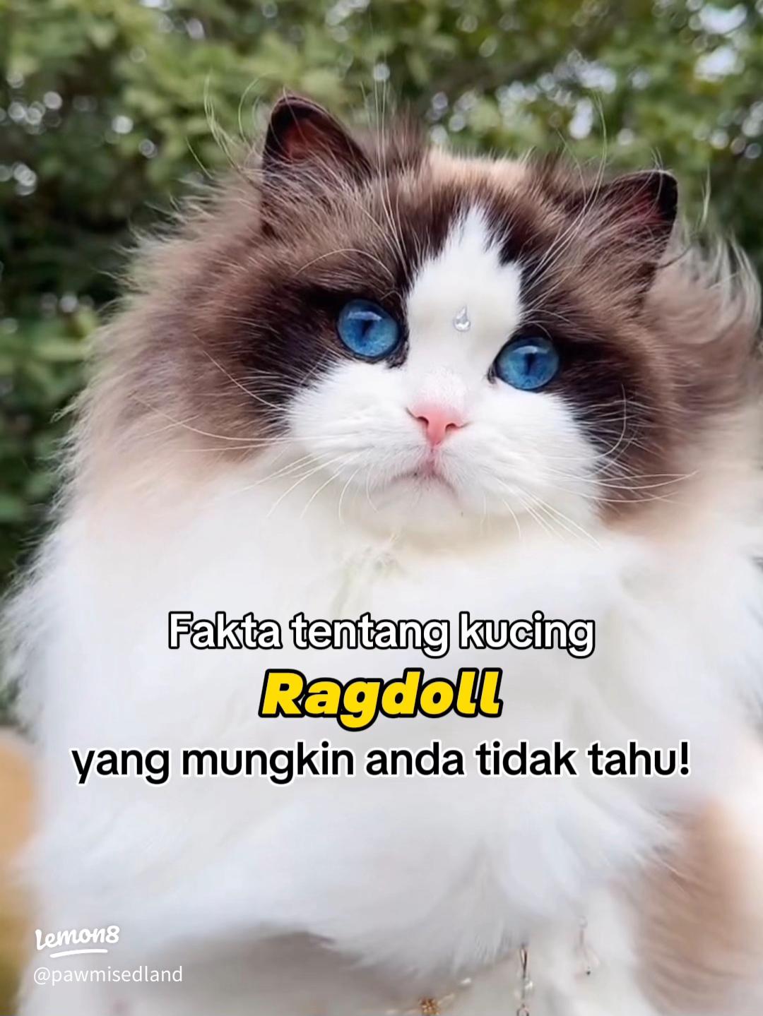 Mengenal Kucing Ragdoll, Si Cantik yang Suka Bermain Air: Panduan Lengkap 1