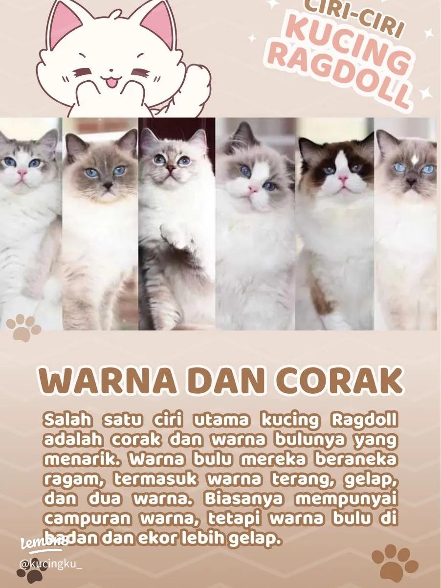 Mengenal Kucing Ragdoll, Si Cantik yang Suka Bermain Air: Panduan Lengkap 2