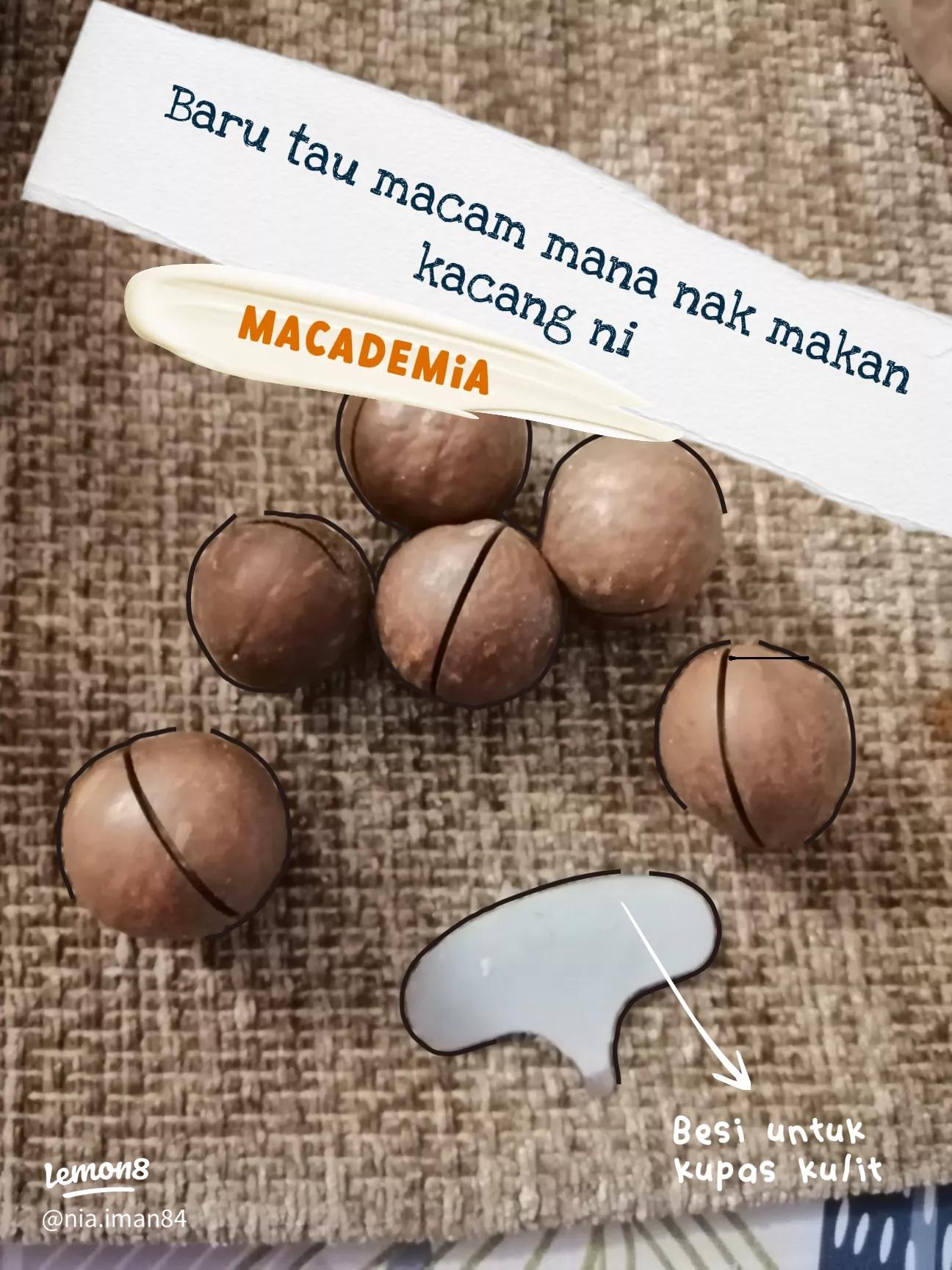 5 Manfaat Kacang Macadamia, Cocok untuk Camilan Sehat yang Wajib Diketahui 1