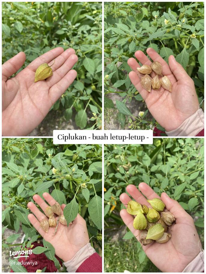 6 Manfaat Buah Ciplukan, Buah yang Biasa Tumbuh Liar untuk Kesehatan 4