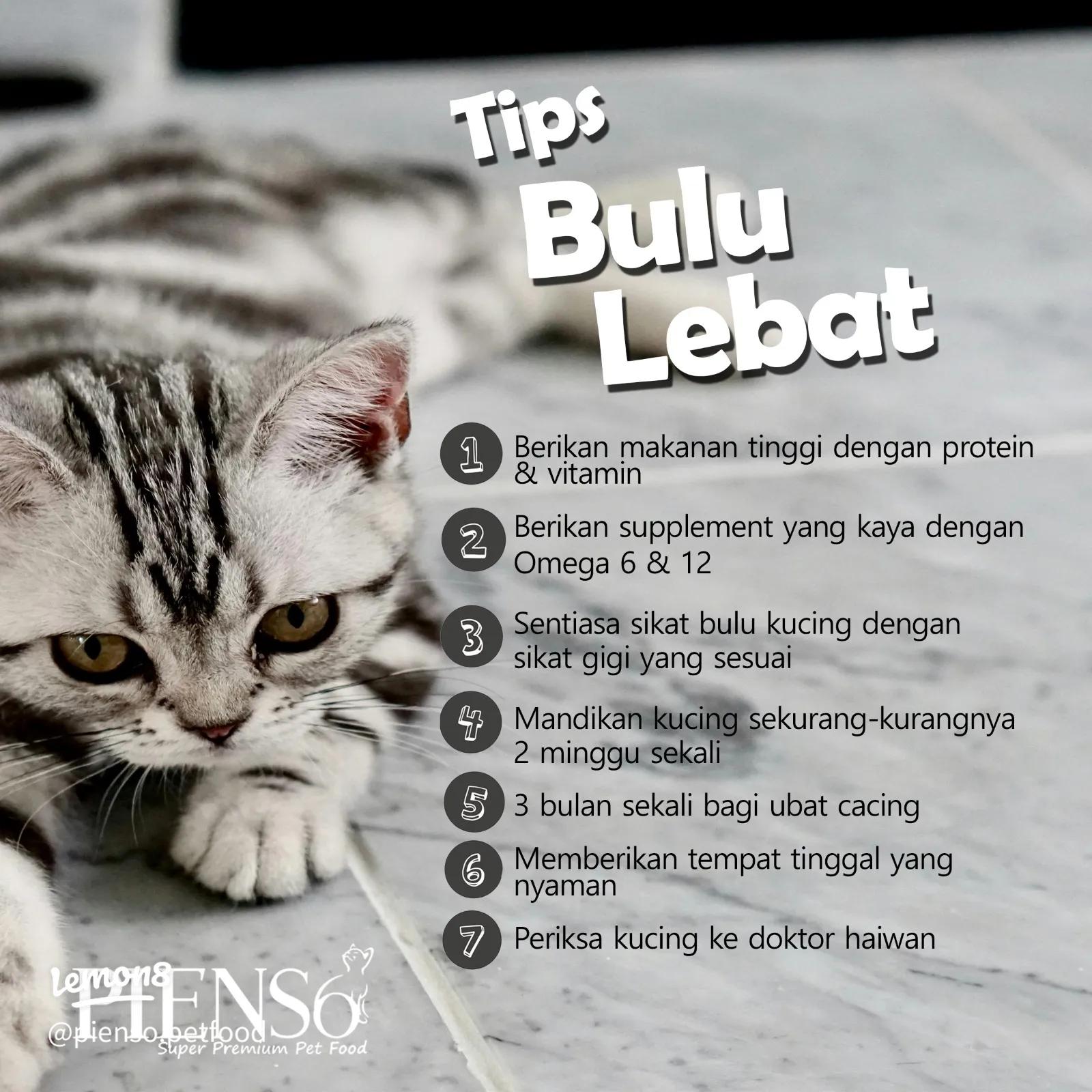 Bulu Kucing Botak? Ini Penyebab dan Cara Mengatasinya: Panduan Lengkap 3
