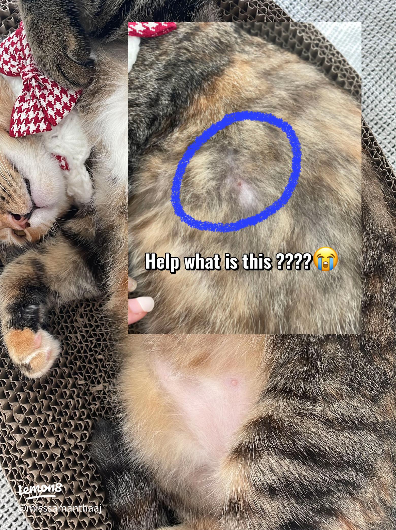 Bulu Kucing Botak? Ini Penyebab dan Cara Mengatasinya: Panduan Lengkap 4