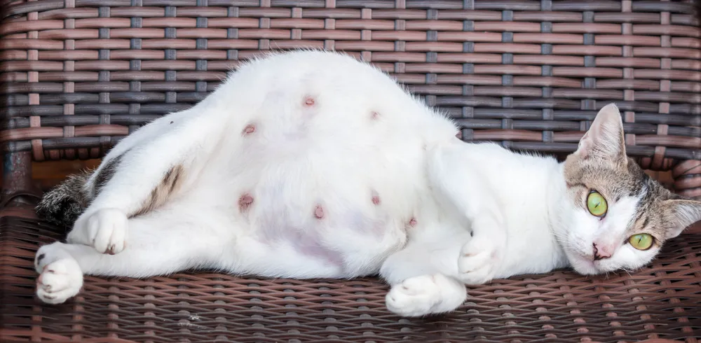 10 Ciri-Ciri Kucing Hamil dari Segi Fisik dan Perilakunya yang Wajib Diketahui 1 fc148a2d shutterstock 1260253951