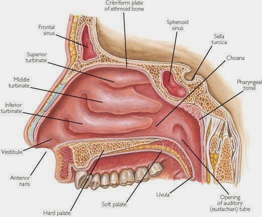 Kupas Tuntas Anatomi Hidung Manusia dari Bagian Luar Hingga Dalam: Panduan Lengkap 2 hidungdanbagianbagianhidunganatomihidung
