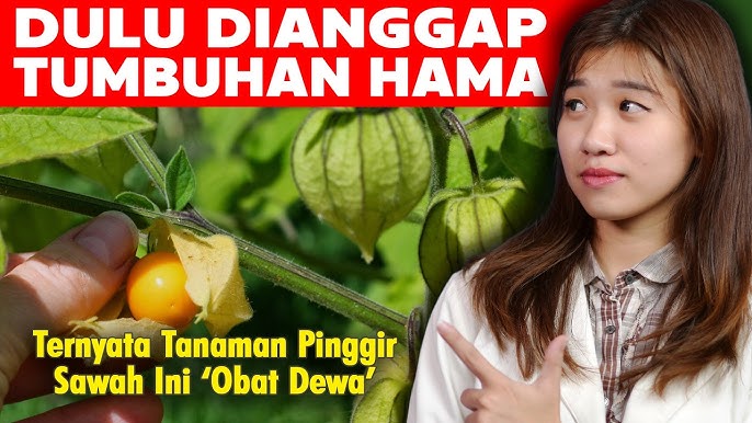 6 Manfaat Buah Ciplukan, Buah yang Biasa Tumbuh Liar untuk Kesehatan 3 hq720 4