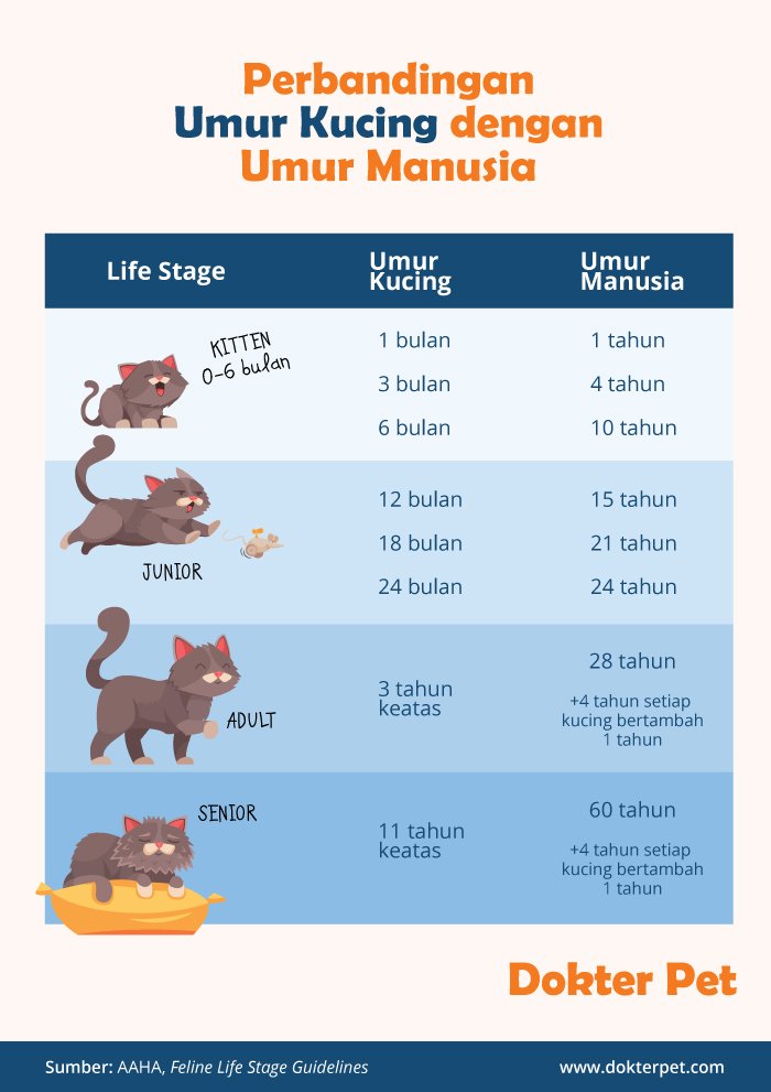 Berapakah Umur Kucing Dibandingkan Umur Manusia? Panduan Kiraan Umur 2 tabel umur kucing dengan umur manusia